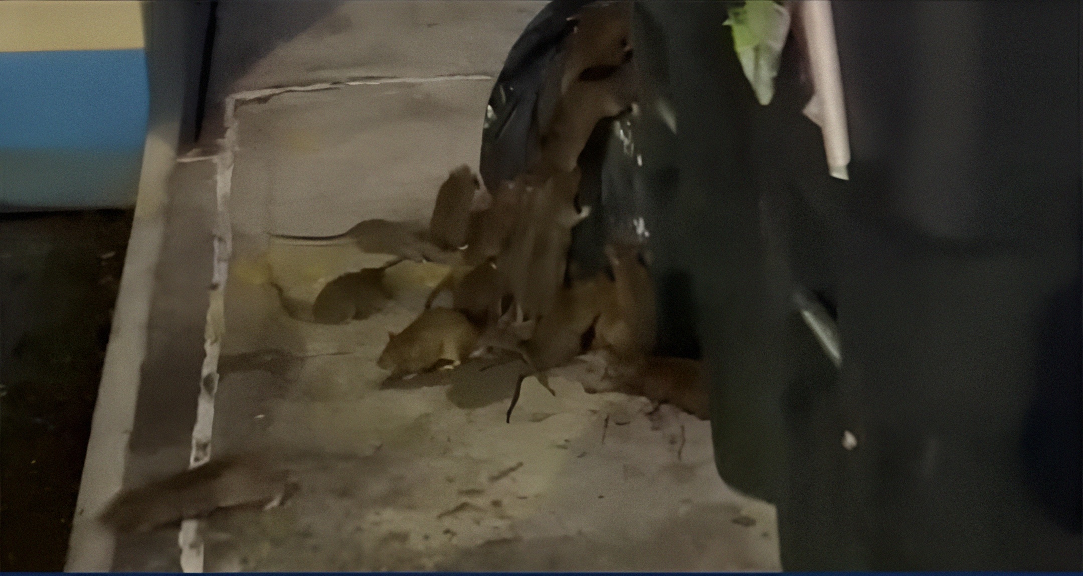 8 Mllion New Yorkers vs. 3 Million Rats: Can Rat Birth Control Be the Solution?