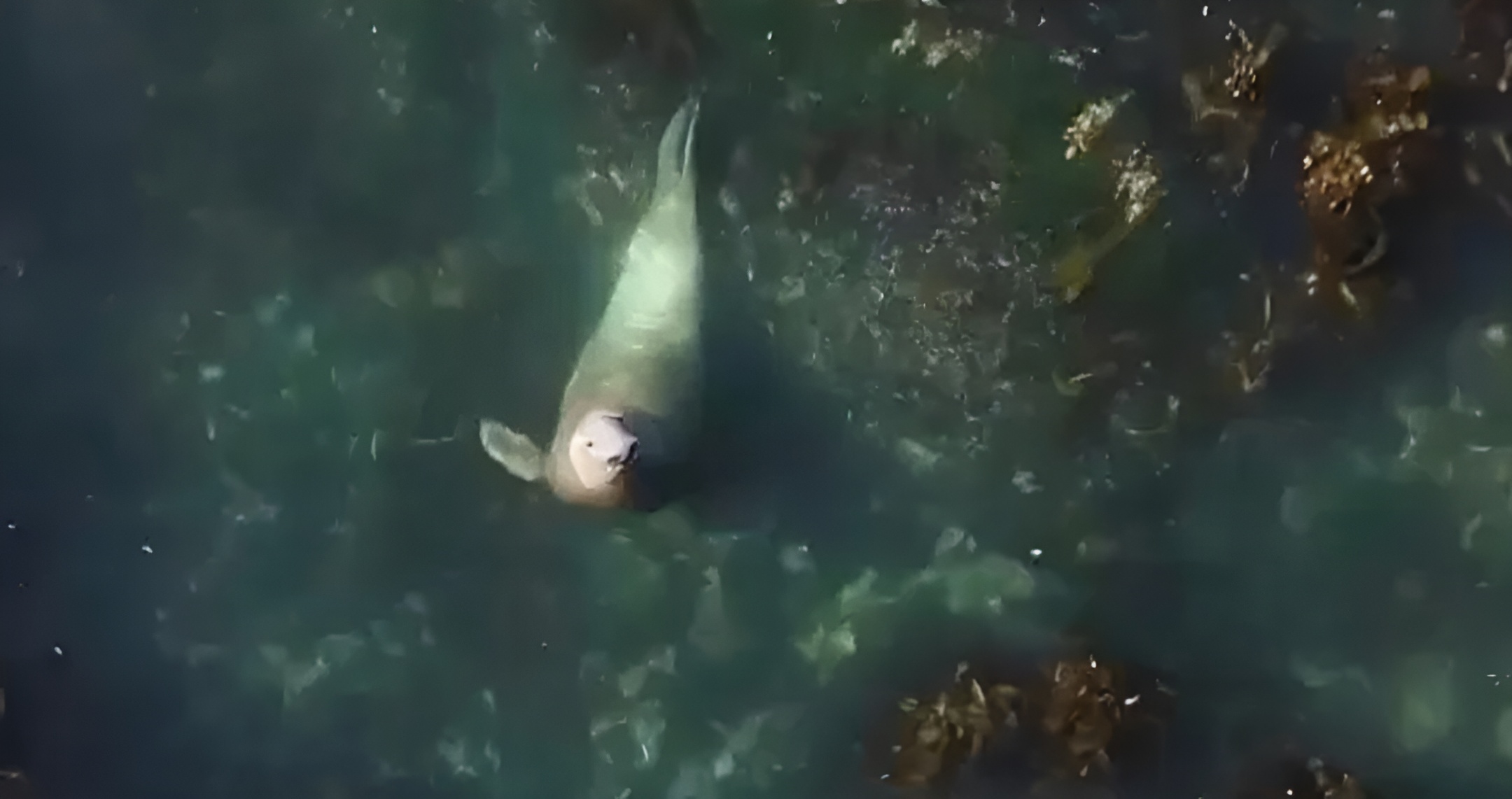 How Marine Biologists are Harnessing Elephant Seals as Nature's "Artificial Intelligence"